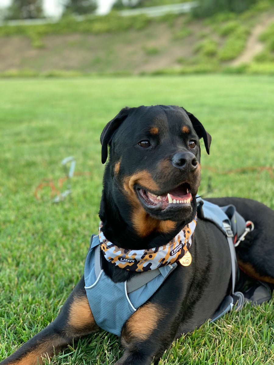 Dog Cooling Neck Bandana - Made by Unique Style Racing